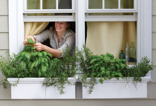 Plant a Window Box Vegetable Garden