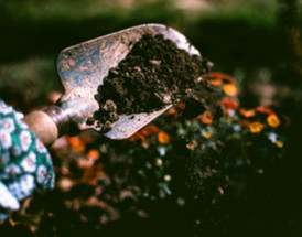 How to Choose the Right Potting Soil for Window Boxes