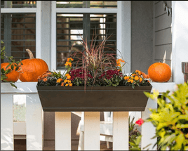 Flowers That Bloom in Autumn: Add Color When Everything Else Fades