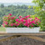 White Poly Pro Liner planted with hot pink petunias