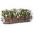 Parisian Window Box with terracotta pots