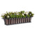 Venetian window box with oil rubbed bronze liner planted with flowers
