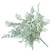 Dusty Miller Outdoor rated bush on white background