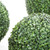 Close up Boxwood Outdoor Rated Spheres Close up Boxwood Outdoor Rated Spheres