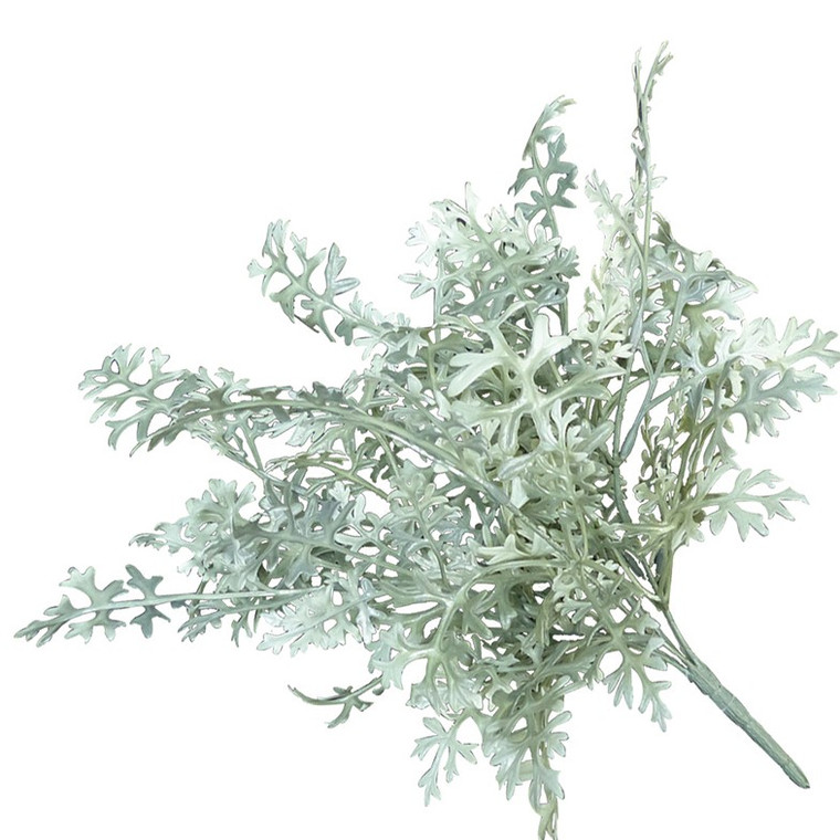 Dusty Miller Outdoor rated bush on white background