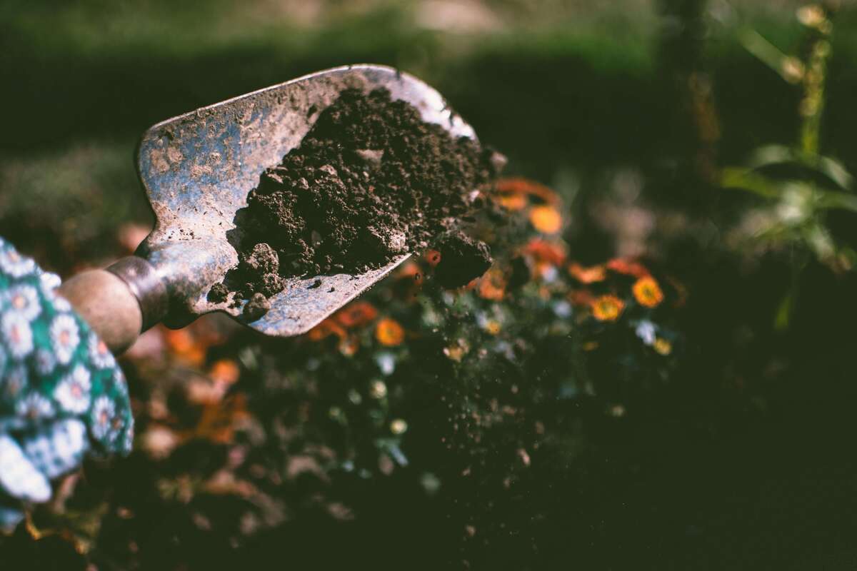Closeup of a gardening spade with soil on it