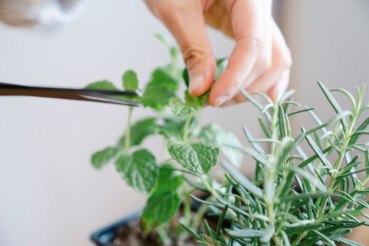 A gardener snipping herbs from a window box