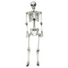 5.4 Feet Halloween Skeleton Life Size Realistic Full Body Hanging
