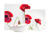 Red and White Six Piece Square Floral Bone China Service For Six Dinner Plate Set