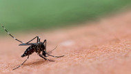 Summer and the increase of Mosquito-Borne diseases