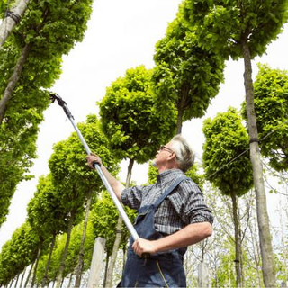 Man using a telescopic pruner on large trees.
