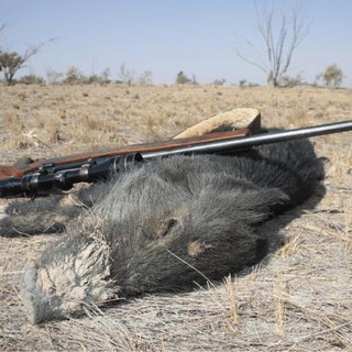 Feral dead pig with gun laying ontop of it.