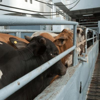 SafetyDocs by SafetyCulture Livestock Off-Loading and Loading Safe Operating Procedure 