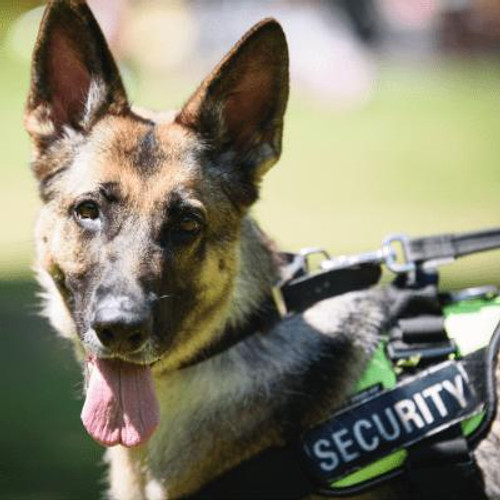 Security dog.