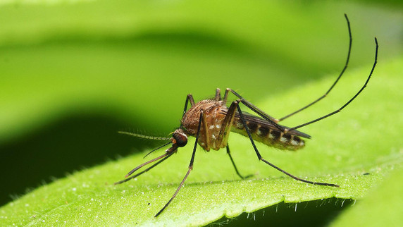 Mosquito-Borne Diseases in Australia: What You Need To Know