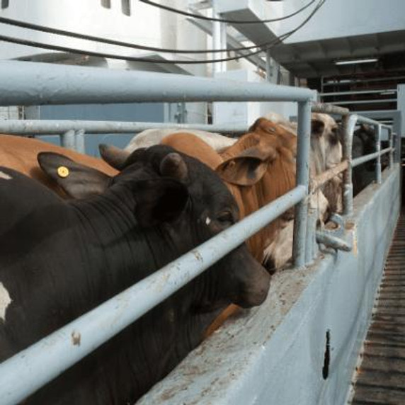 SafetyDocs by SafetyCulture Livestock Off-Loading and Loading Safe Operating Procedure 