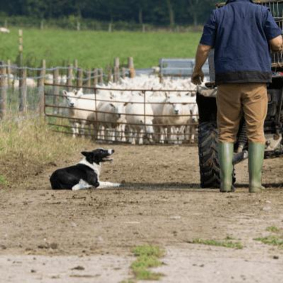 Man with dog, and fenced cattle.