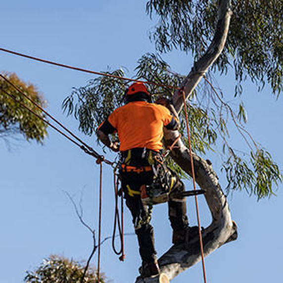 Tree lopper removing branches from Eucalypt tree