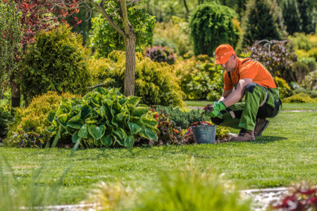 Landscape worker planting plants in a garden bed