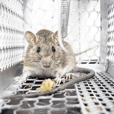Swms Animal Control Rodent Control SWMS | SafetyDocs PDF & Word Templates