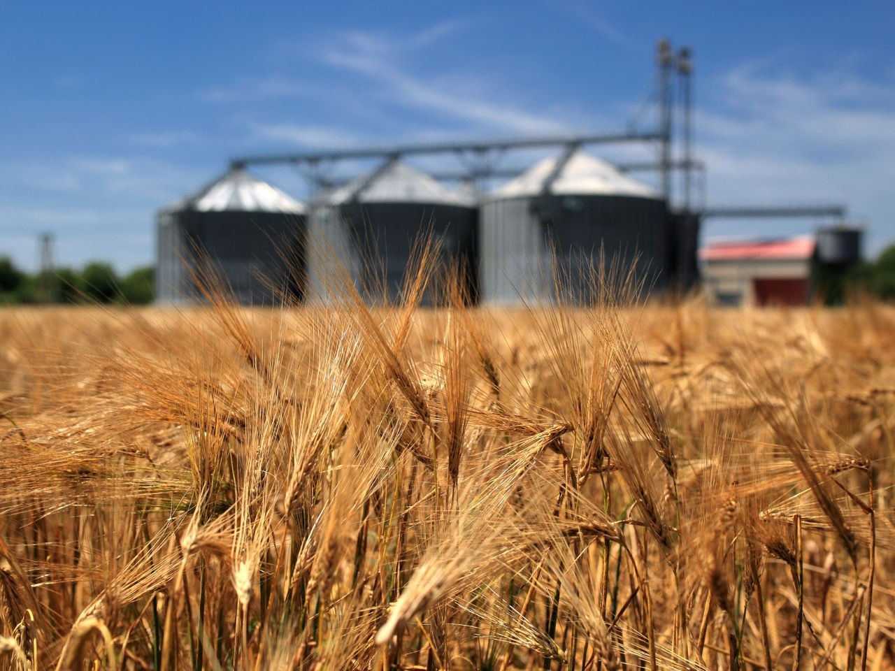 The Key Differences Between Grain Bins and Grain Silos Grain Handling Direct