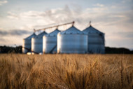 Wheat Production Trends, Profitability, and ROI 2025 Analysis