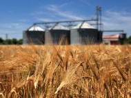 The Key Differences Between Grain Bins and Grain Silos