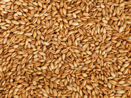 4 Types of Feed Grain Commonly Grown in the US