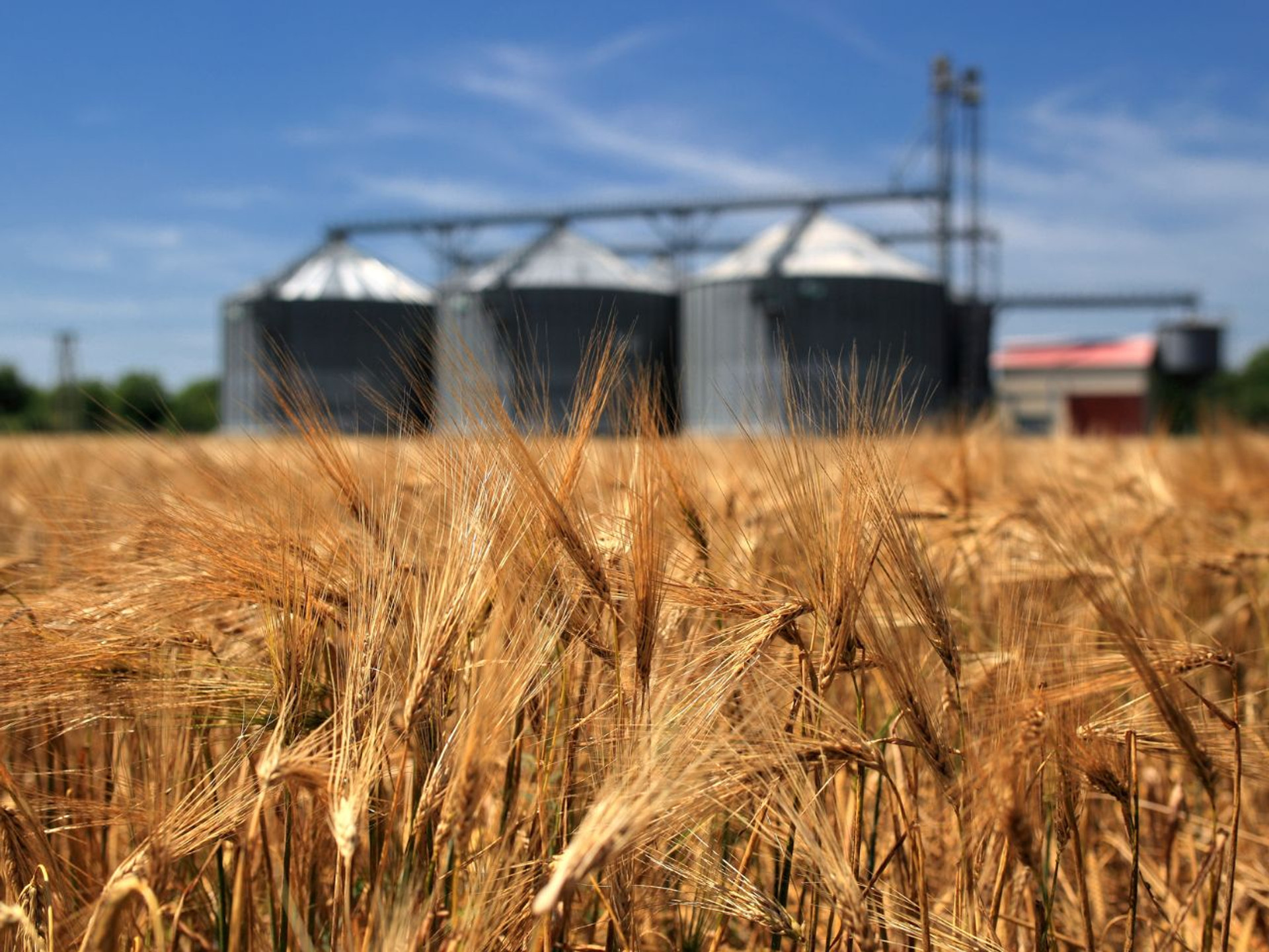 The Key Differences Between Grain Bins and Grain Silos Grain Handling