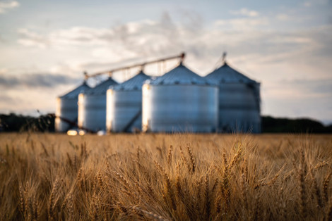 Wheat Production Trends, Profitability, and ROI 2025 Analysis