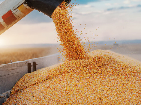 3 Tips for Maximizing Your Grain Harvest Yield
