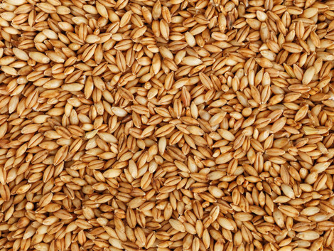 4 Types of Feed Grain Commonly Grown in the US