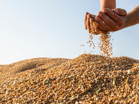 Preparing for Grain Harvest: Everything You Need To Know