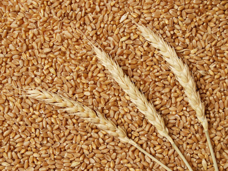 7 Questions To Ask Your Grain Handling Dealer Before Buying