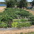 4' x 7.5' Raised Steel Garden Bed