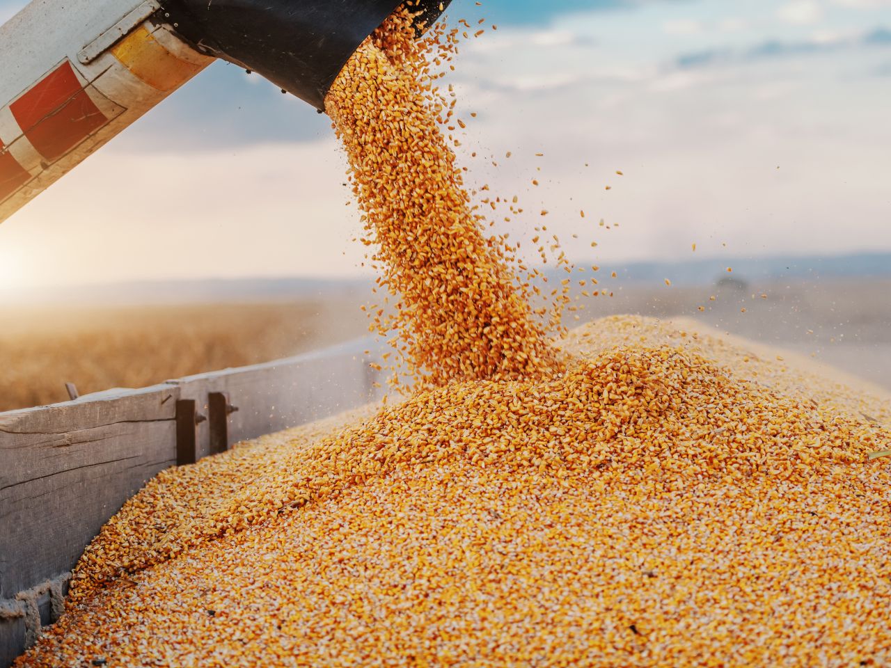 3 Tips for Maximizing Your Grain Harvest Yield Grain Handling Direct