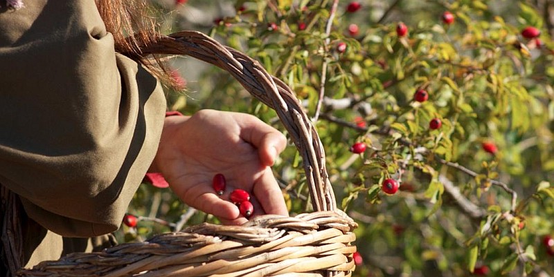 potentilla-foto-bacche.jpg