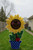 Sunflower Paper Towel Holder Cover Applique/ Embroidery Design ***DIGITAL DOWNLOAD***