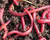 Red Worms