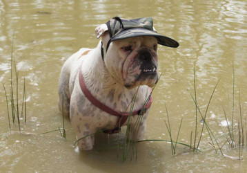 Dog Training: Refusing to come when called.