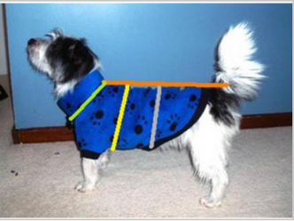 How to measure your dog for a jumper or coat