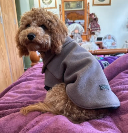 Moccha Dog Jumper - Cavoodle 
(Photo - with thanks to Chris)