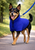 Royal Blue Fleecy Dog Jumper - made in Australia (Note AI generated small details may differ)