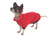 Gorgeous little Lilly shows off her new red polar fleece dog jumper