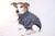 Charcoal fleecy dog jumper Raglan sleeve sold out. Set-in sleeve in stock.