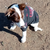 AFL Essendon dog jumper - print placement may vary with each jumper.