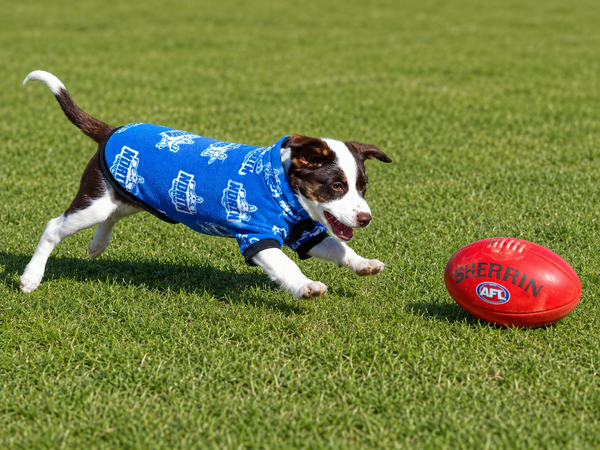 AFL fleecy dog jumper - North Melbourne Kangaroos - Made in Australia