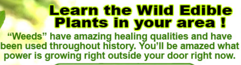 HEALTH - How to identify Free Food & Medicine in your backyard