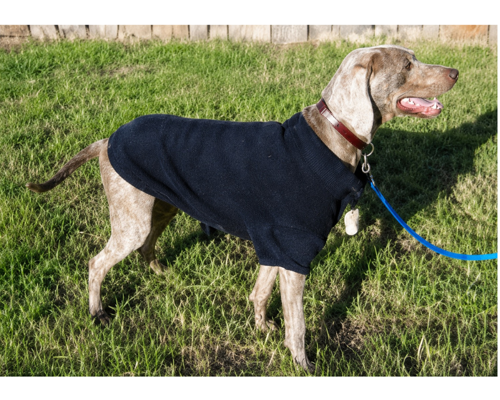 Weimaraner Diesel Fleecy Jumper