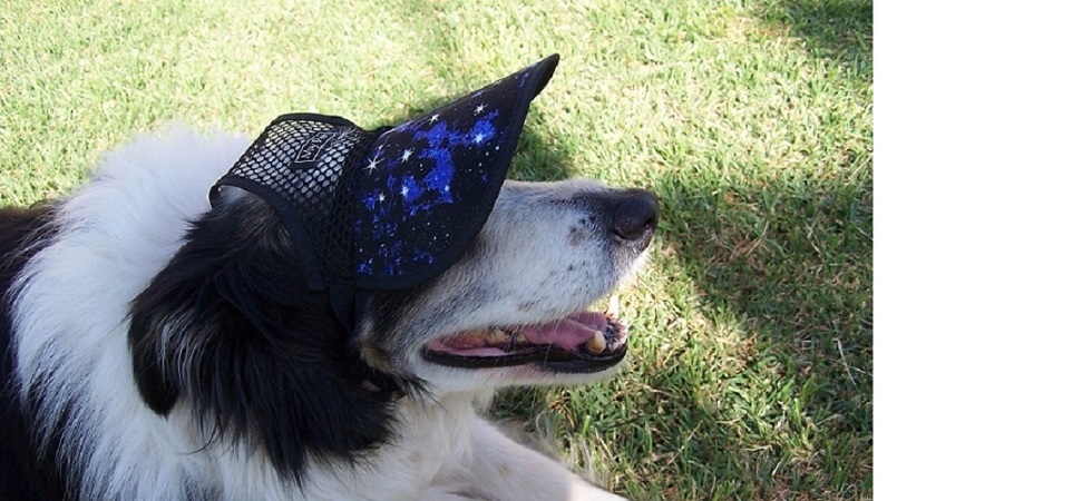 Dog Hat Molly